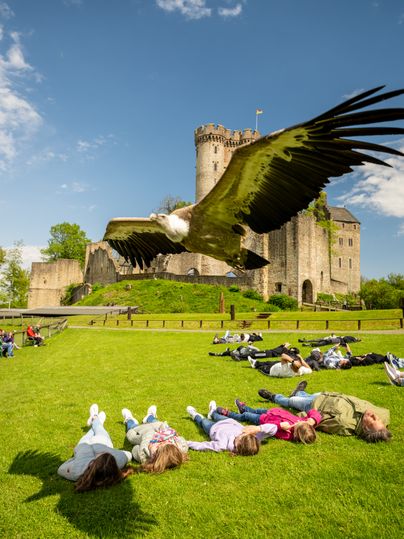 Besucher eines Tierparks liegen flach auf einer Wiese und Greifvögel fliegen über ihnen. Im Hintergrund eine große Burganlage.