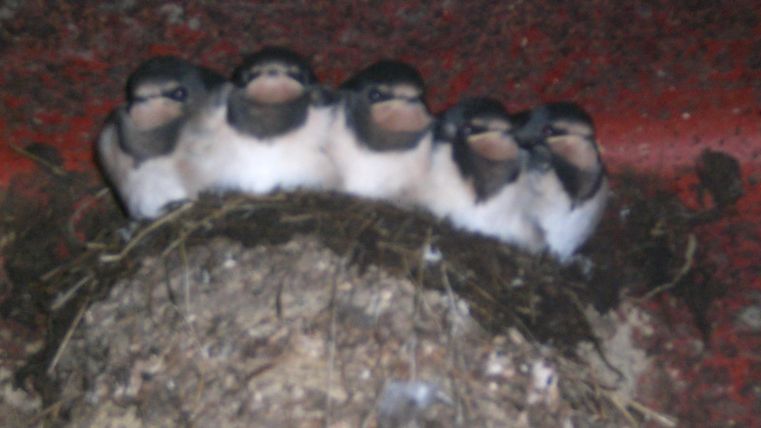 Fünf junge Schwalben sitzen in ihrem Nest. Sie sind aufgereiht und warten auf ihre Eltern.