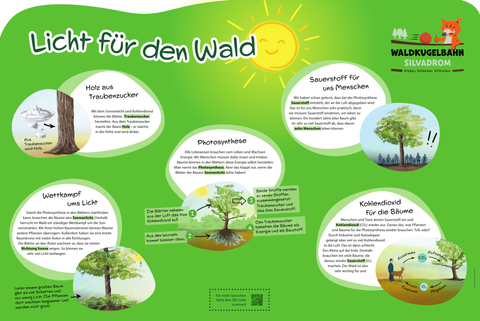 Informationsschild "Licht für den Wald" mit Informationen zu Holz aus Traubenzucker, Wttkampf ums Licht, Photosynthese, Sauerstoff für uns Menschen und Kohlendioxid für die Bäume.