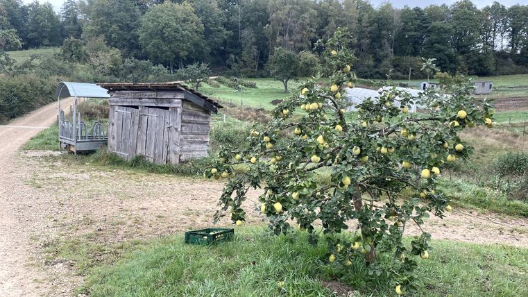 Ein Obstbaum mit zahlreichen Früchten am Rande eines Weges. Dahinter eine Holzhütte und ein Futterwagen für Vieh.