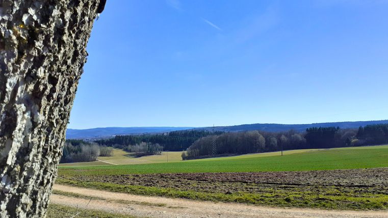 Paysage avec un tronc d'arbre au premier plan, des champs et une forêt en arrière-plan sous un ciel bleu.