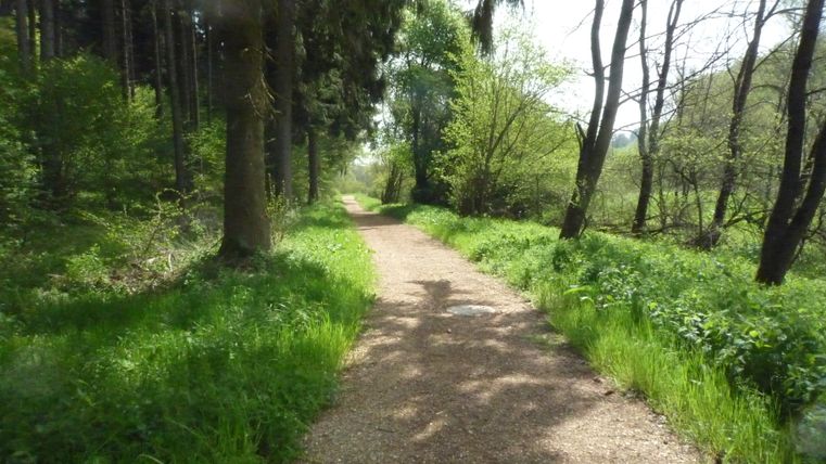 Ein Waldweg mit Bäumen und grünem Laub an einem sonnigen Tag.