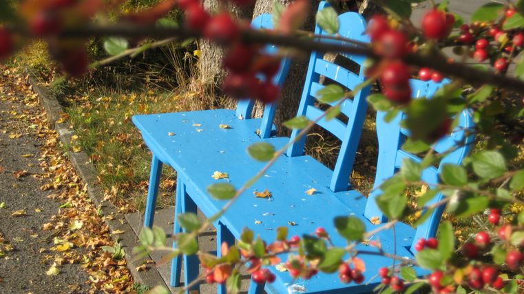 Blaue Holzbank hinter roten Beeren und grünen Blättern, umgeben von Herbstlaub.