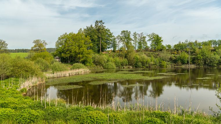 Ein ruhiger See mit grüner Vegetation und einem bewölkten Himmel.