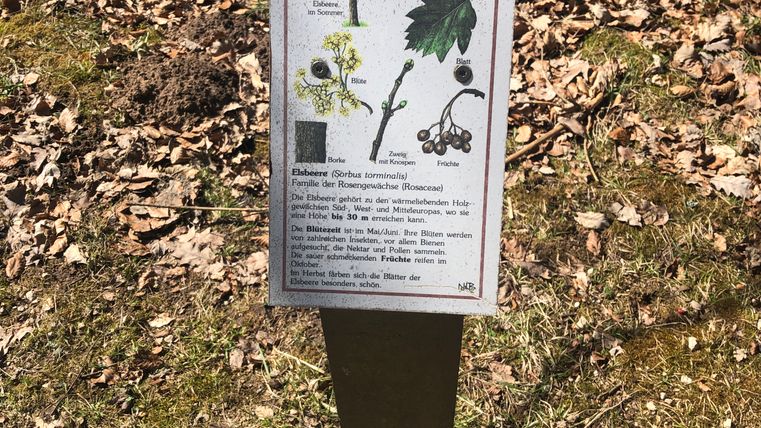 Informationsschild über die Elsbeere im Wald, umgeben von Laub.