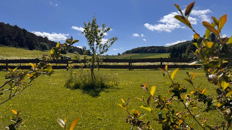 Eine grüne Wiese mit einem kleinen Baum und einem Holzzaun im Hintergrund. Der Himmel ist blau mit einigen Wolken und die Landschaft ist hügelig.