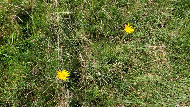 Eine grüne Wiese mit gelben Arnika-Blumen.