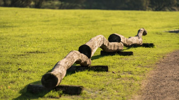Ein langer, geschwungener Holzstamm liegt auf einer grünen Wiese neben einem Weg.
