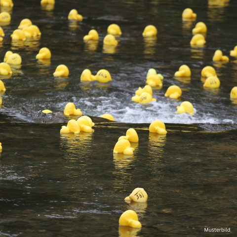 Zahlreiche gelbe Gummienten treiben auf einem Gewässer.