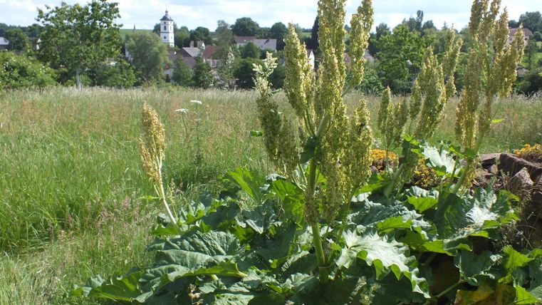 Een plant met grote, groene bladeren en bloeiende aren staat voor een groene wei. Op de achtergrond zijn bomen en een gebouw zichtbaar.