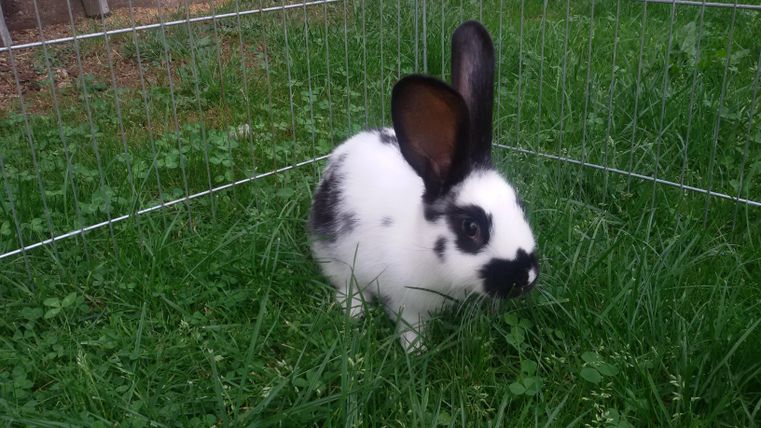 Ein kleiner, schwarz-weißer Hase sitzt im grünen Gras. Er schaut neugierig in die Umgebung.