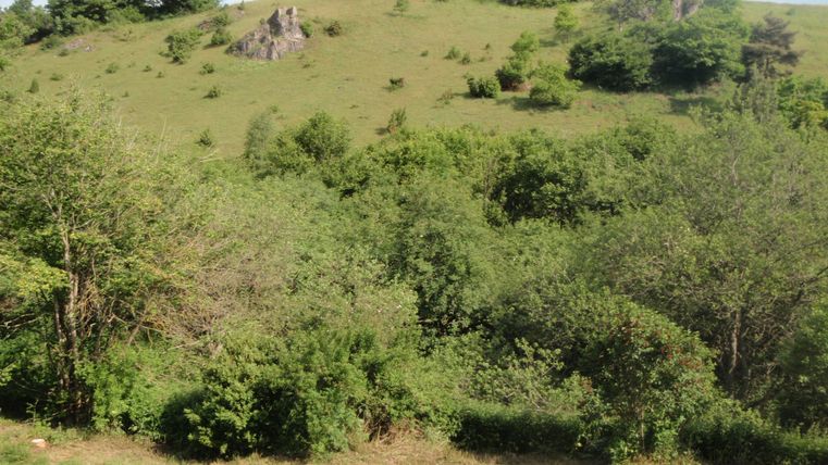 Eine grüne Landschaft mit sanften Hügeln und Bäumen. Im Hintergrund sind Felsen sichtbar.