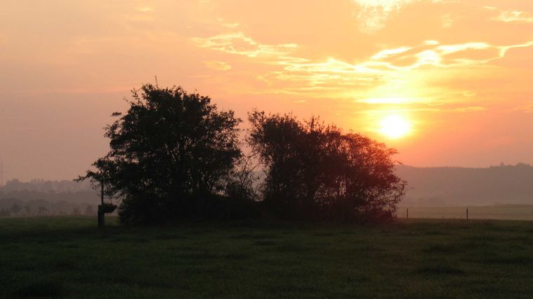 Sonnenuntergang hinter Bäumen auf einer Wiese.
