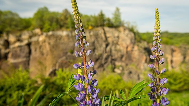 Lila Lupinenblüten im Vordergrund, dahinter Felsen und grüne Vegetation im Steffeln Vulkangarten.