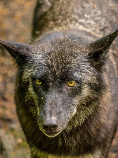 Ein schwarzer Wolf mit leuchtend gelben Augen. Er steht im Wald und sieht direkt in die Kamera.