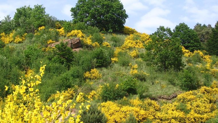 Eine grüne Hügellandschaft mit vielen gelben Blumen. Oben stehen mehrere Bäume unter einem klaren blauen Himmel.