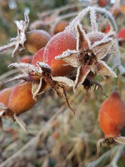 Einige gefrostete Hagebutten hängen an einem trockenen Zweig. Die Früchte haben eine leuchtend rote Farbe und sind von einer frostigen Schicht bedeckt.