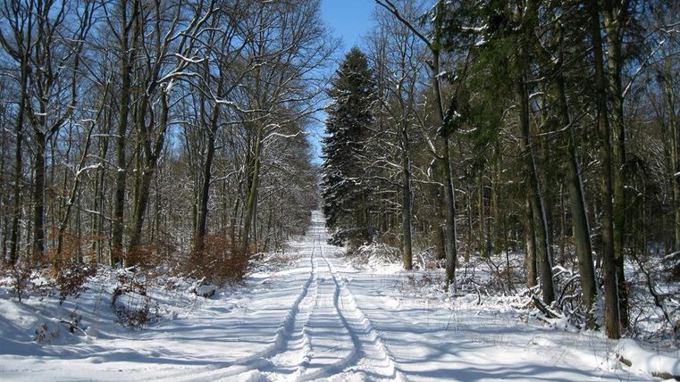 Ein verschneiter Waldweg mit Fußspuren und schneebedeckten Bäumen. Der Himmel ist klar und blau.
