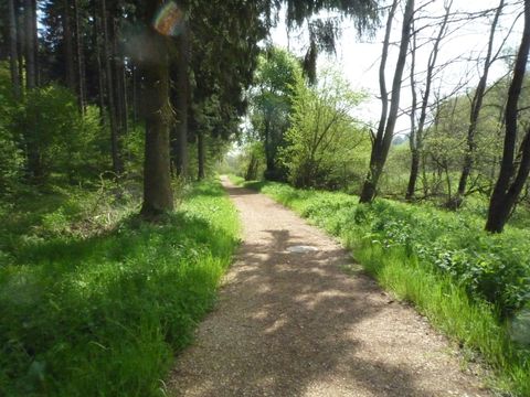 Ein Waldweg mit Bäumen und grünem Laub an einem sonnigen Tag.