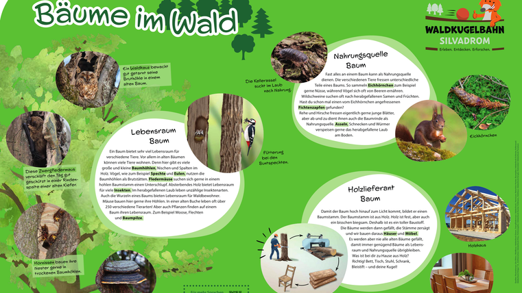 Großes Informationsschild zu "Bäume im Wald" mit Informationen zu Lebensraum Baum, Nahrungsquelle Baum und Holzlieferant Baum.