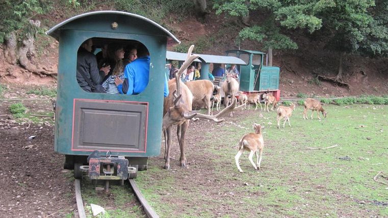 Eine kleine Eisenbahn mit Passagieren fährt durch eine grüne Wiese, umgeben von Rehen. Im Hintergrund sind weitere Züge und Bäume zu sehen.