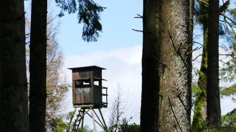 Une plateforme se trouve entre de grands arbres dans la forêt. Le ciel est clair et bleu.