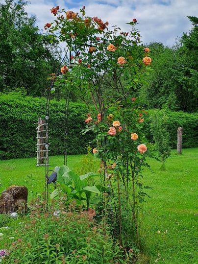 Ein schöner Garten mit einem Rosenbogen und grünen Wiesen. Die Rosen blühen in warmen Farben unter einem bewölkten Himmel.