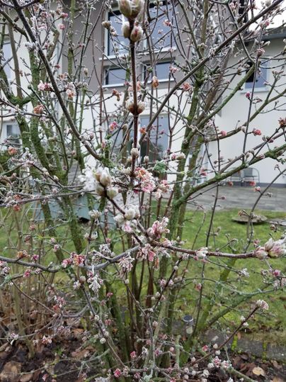 Ein blühender Strauch mit rosa und weißen Blüten. Im Hintergrund sieht man ein graues Gebäude und eine grüne Wiese.