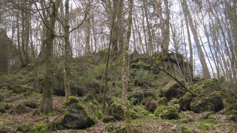 Ein bewaldeter Hang mit moosbedeckten Felsen und kahlen Bäumen.