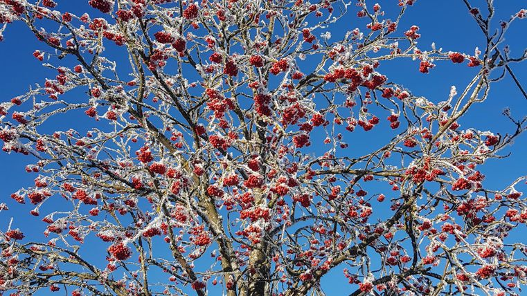 Ein schneebedeckter Baum mit roten Beeren vor einem klaren blauen Himmel. Im Hintergrund ist ein Gebäude mit einem Dach zu sehen.