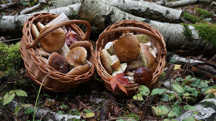 Deux paniers tressés pleins de champignons sont posés sur un sol forestier devant plusieurs branches séparées.
