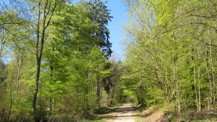 Ein Wanderweg führt durch einen grünen Wald unter blauem Himmel.