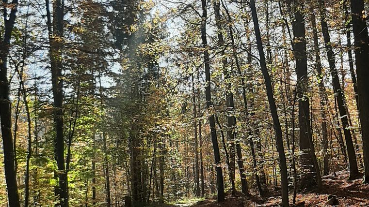 Ein sonniger Herbstwald mit Laub bedecktem Weg.