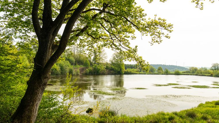 Ein ruhiger See mit Bäumen und grüner Vegetation am Ufer, im Hintergrund Windräder.