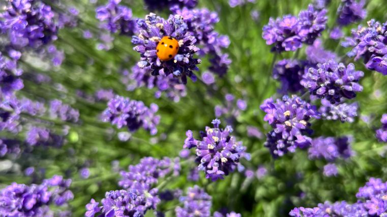 Ein hübsches Lavendelfeld mit vielen lila Blüten. Ein Marienkäfer sitzt auf einer der Blumen.