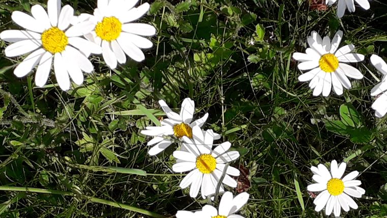 A field with many white daisies and yellow flower centers. The plants grow in the green grass.