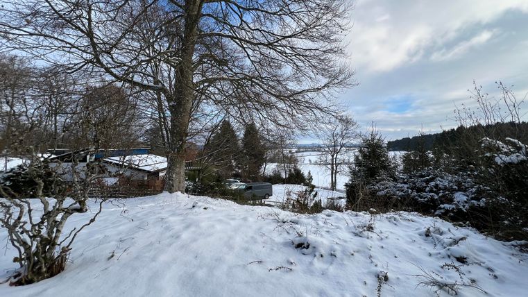 Een besneeuwd landschap met een grote boom op de voorgrond. Op de achtergrond zijn heuvels en bomen te zien.