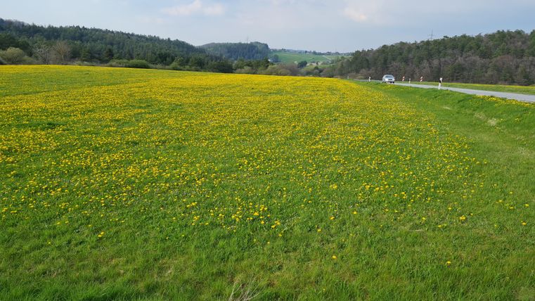 A wide field with bright yellow dandelion flowers. In the background, gentle hills and trees can be seen.