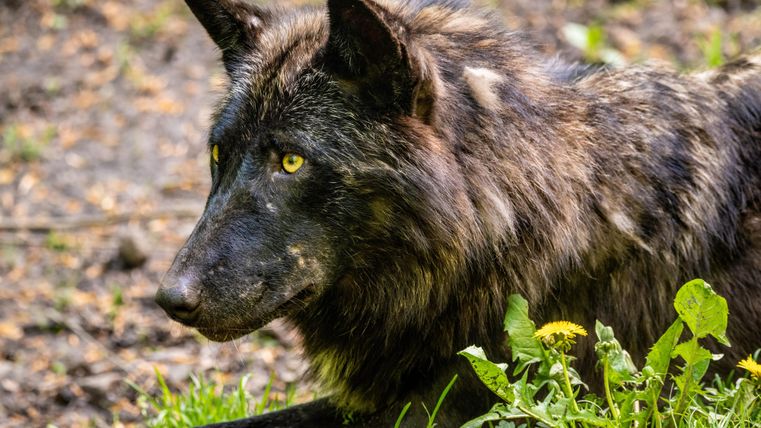 Ein schwarzer Wolf mit leuchtend gelben Augen liegt im Gras. Um ihn herum wachsen grüne Pflanzen.