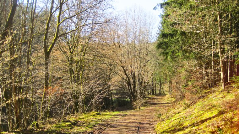 Ein Waldweg im Sonnenschein, umgeben von kahlen und immergrünen Bäumen.