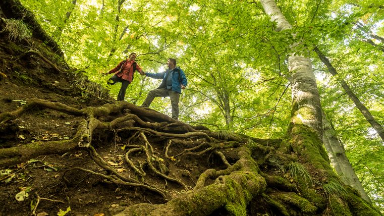 Zwei Wanderer stehen auf einem bewurzelten Hang im Wald.