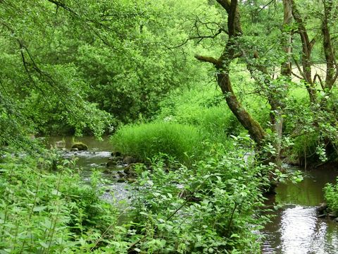 Ein Bach fließt durch ein grünes, bewaldetes Tal mit üppiger Vegetation.