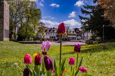 Mit Blumen übersähte Wiese mit bunten Tulpen im Fokus. Dahinter ein Platz mit Brunnen in der Mitte und Geschäftsgebäuden dahinter.