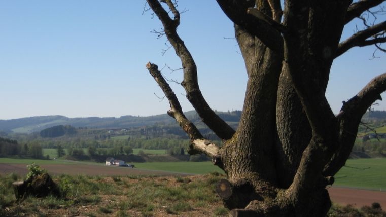 Baum im Vordergrund mit Landschaft im Hintergrund.