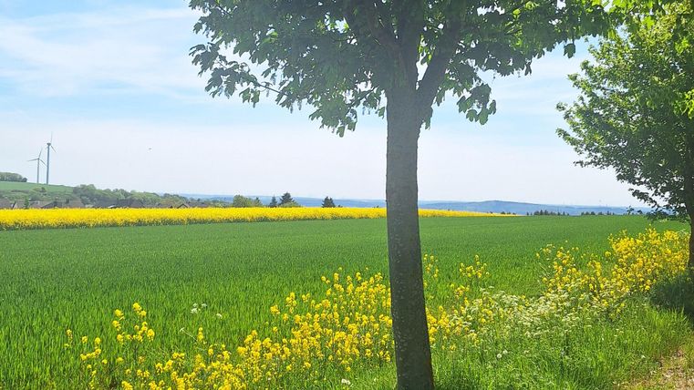 A lush field with yellow flowers and a clear blue sky. In the foreground, there is a tree that provides shade.