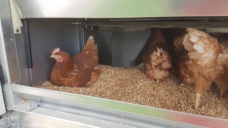 Several brown chickens are lying and standing in a metal coop on a layer of straw or grains.