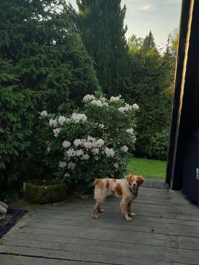 Ein Hund steht auf einer Holzterrasse vor einer grünen Hecke und blühenden Sträuchern. Im Hintergrund sind Bäume und ein klarer Himmel zu sehen.