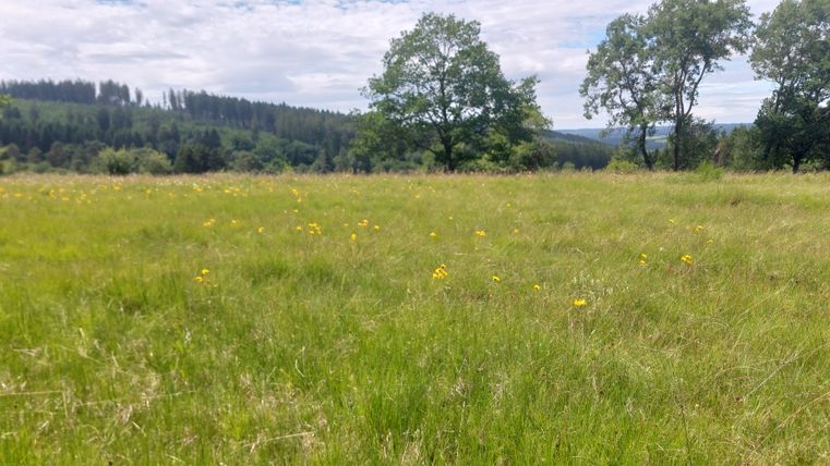 Eine grüne Wiese mit gelben Arnika-Blumen und Bäumen im Hintergrund unter einem bewölkten Himmel.