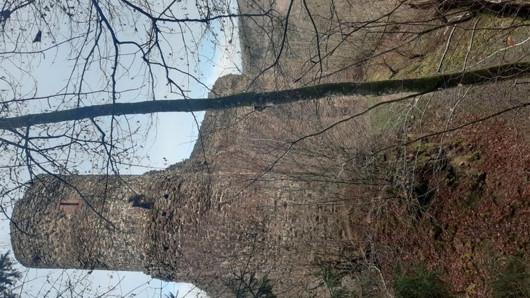 Alte Burgruine mit rundem Turm, umgeben von kahlen Bäumen. Winterliche Landschaft mit blauem Himmel im Hintergrund.