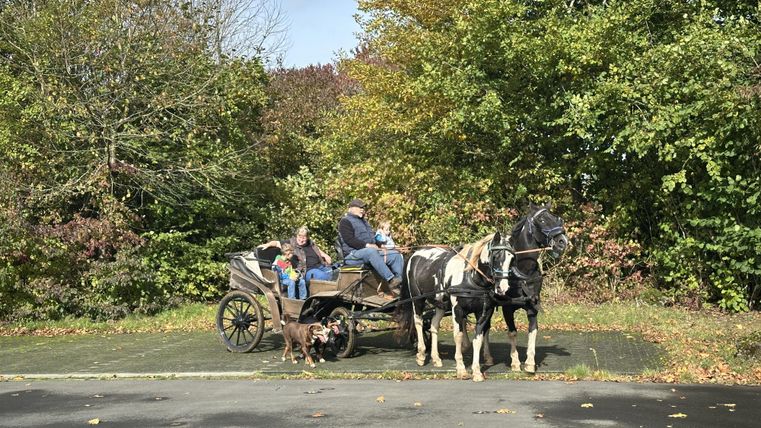 Eine Kutsche mit zwei Pferden und mehreren Personen steht auf einem Weg, umgeben von herbstlichen Bäumen.
